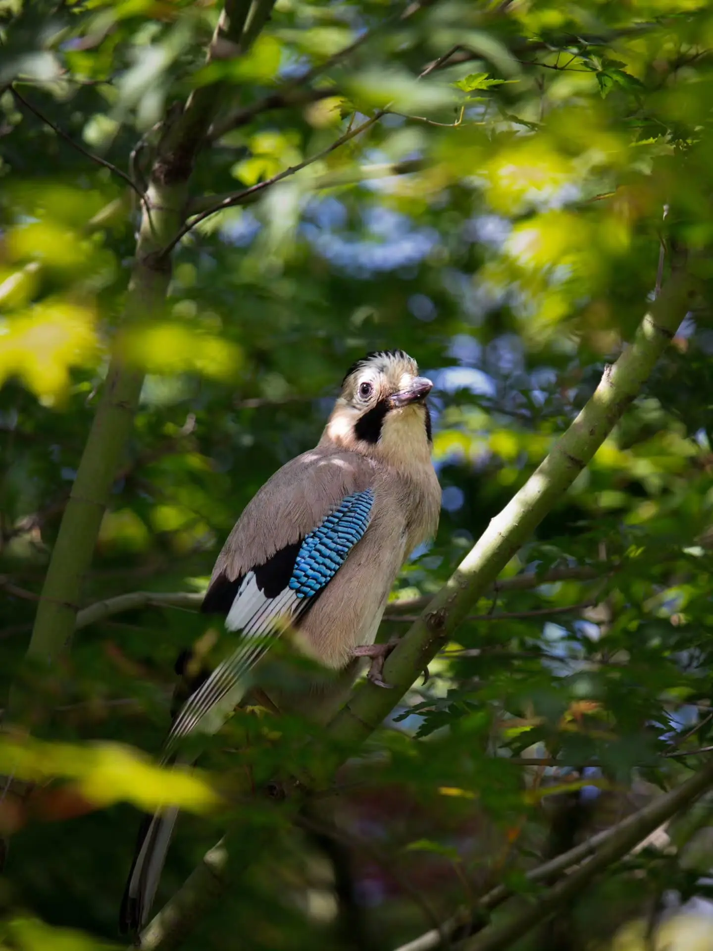 Пернатые японского сада 
и их летние новости ☀️🌿🐦‍⬛

 🐦‍⬛Похвалите эту сойку (1-2 фото). Она умни