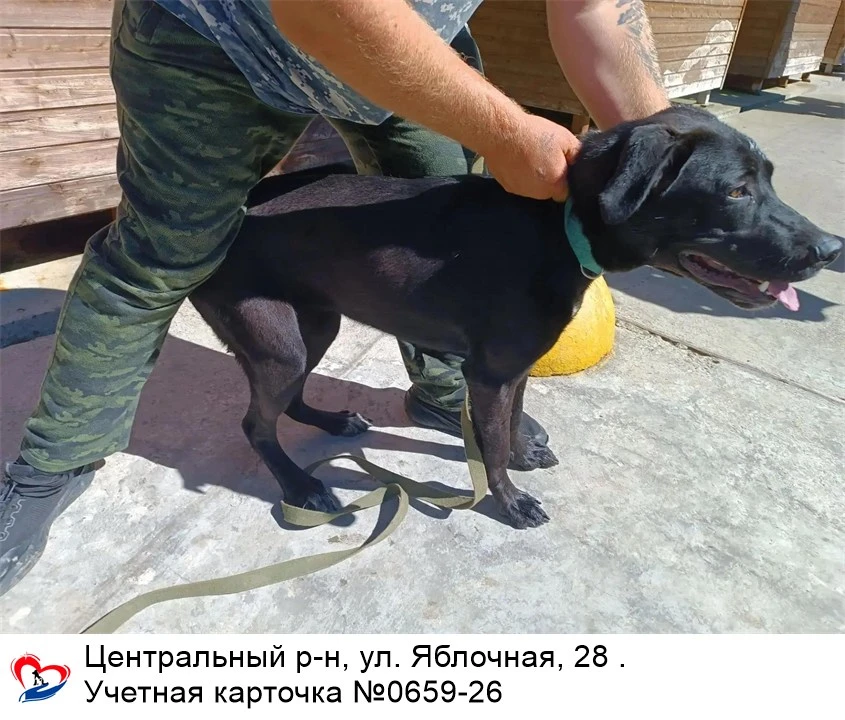 10.09.2026 был отлов собак по адресам: