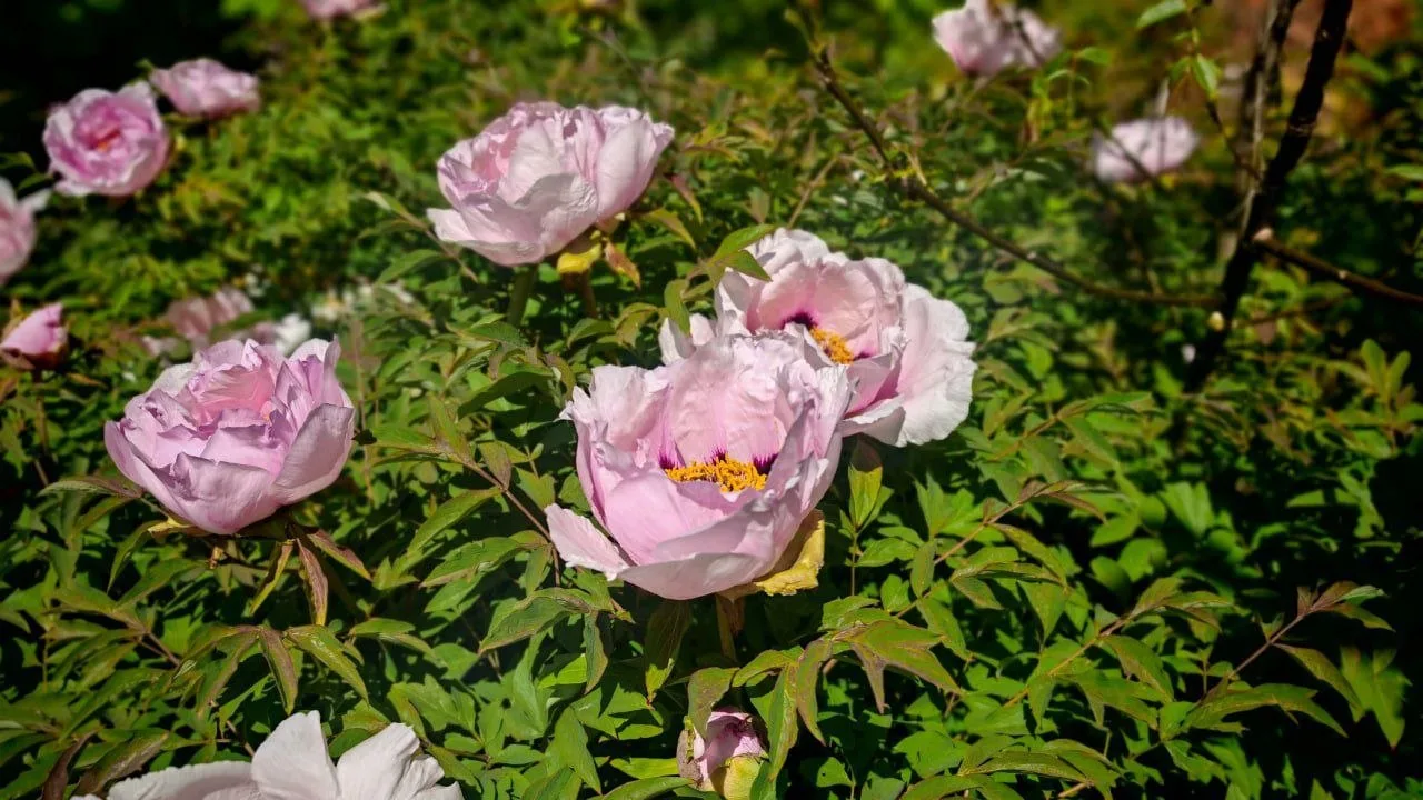 🌸🌿 В Ботаническом саду зацвели древовидные пионы. Настоящая цветочная роскошь  Крупные бутоны, насыщ