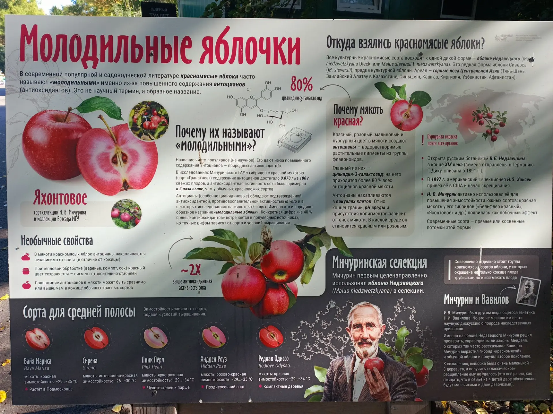 Еще про молодильные яблочки.. Наверное все захотели себе такие в сад:))