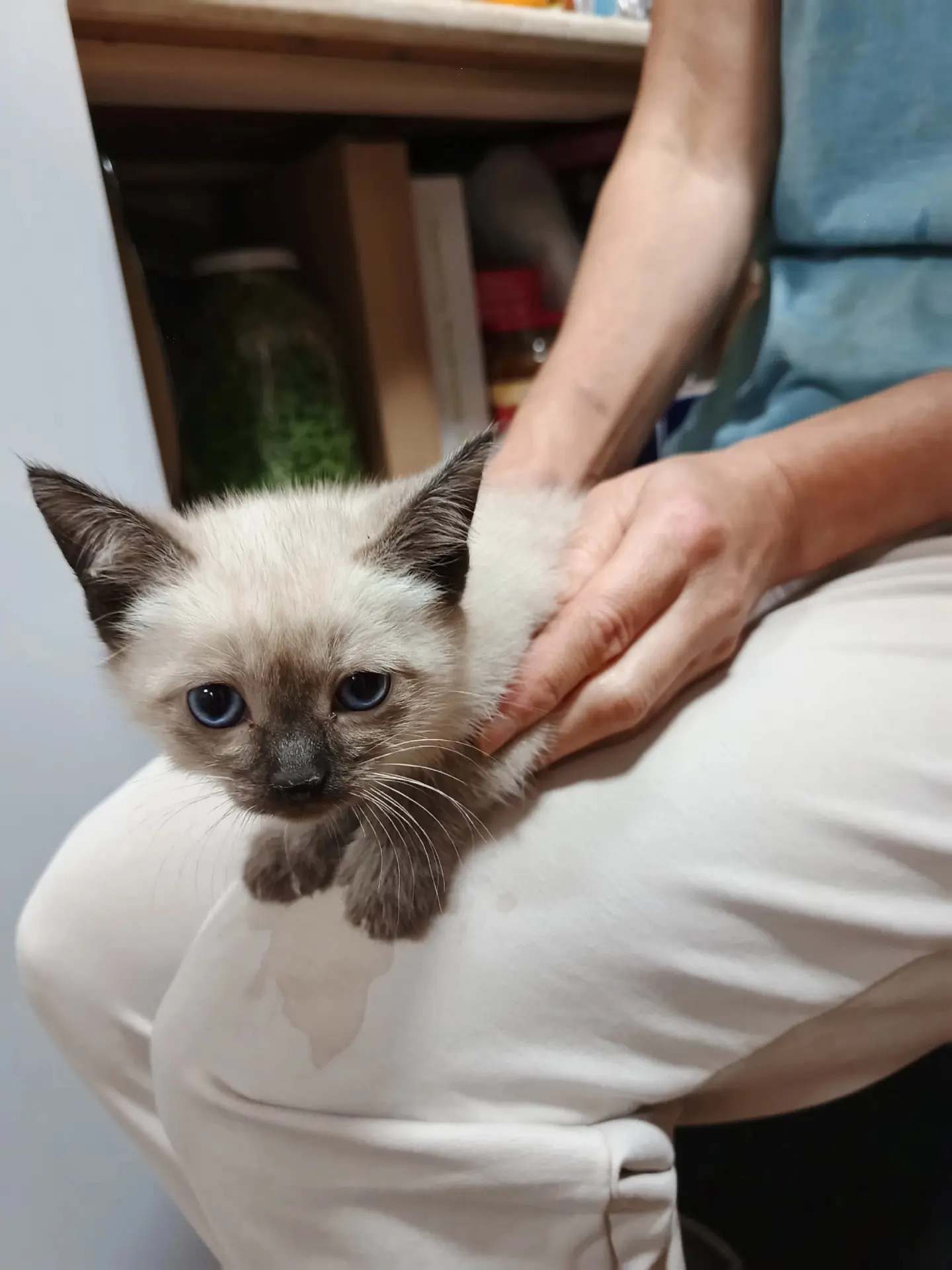 Котята ищут дом 🏠 🙏первые пять котят , помесь с сиамской. можно позвонить или написат...
