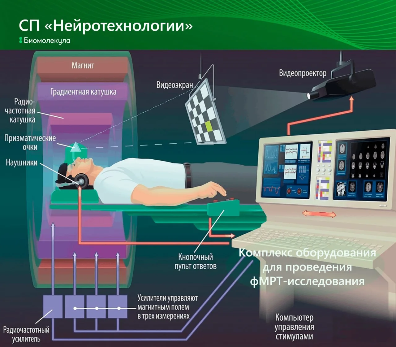 Кроме структурной МРТ, существует и функциональная МРТ!
