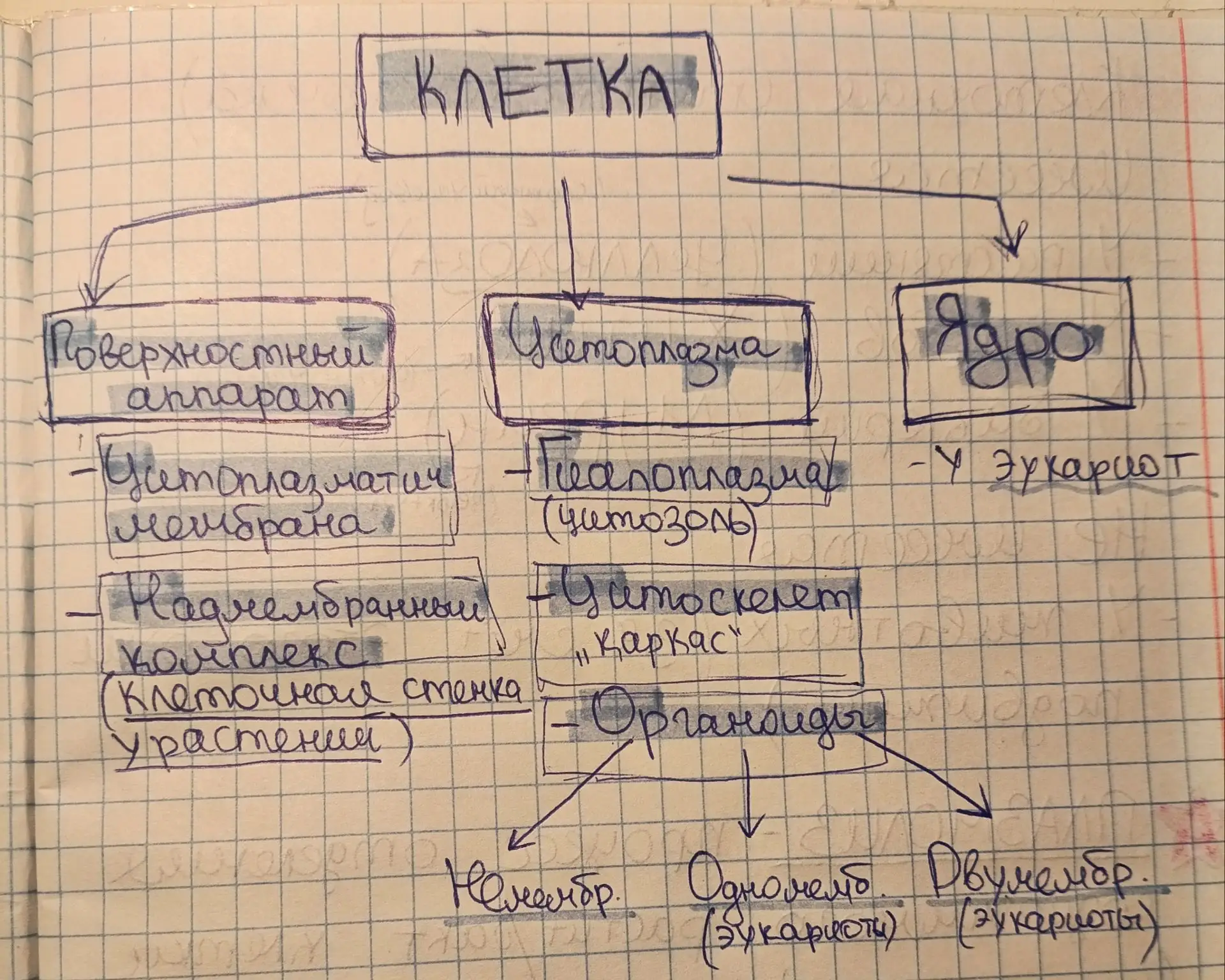 Клетка