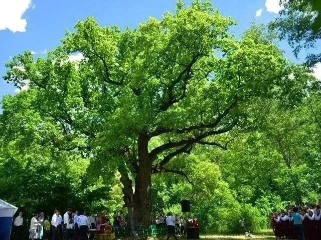 Уважаемые гости и подписчики нашего канала!   Поддержим «Новооскольского великана» - наше природное 