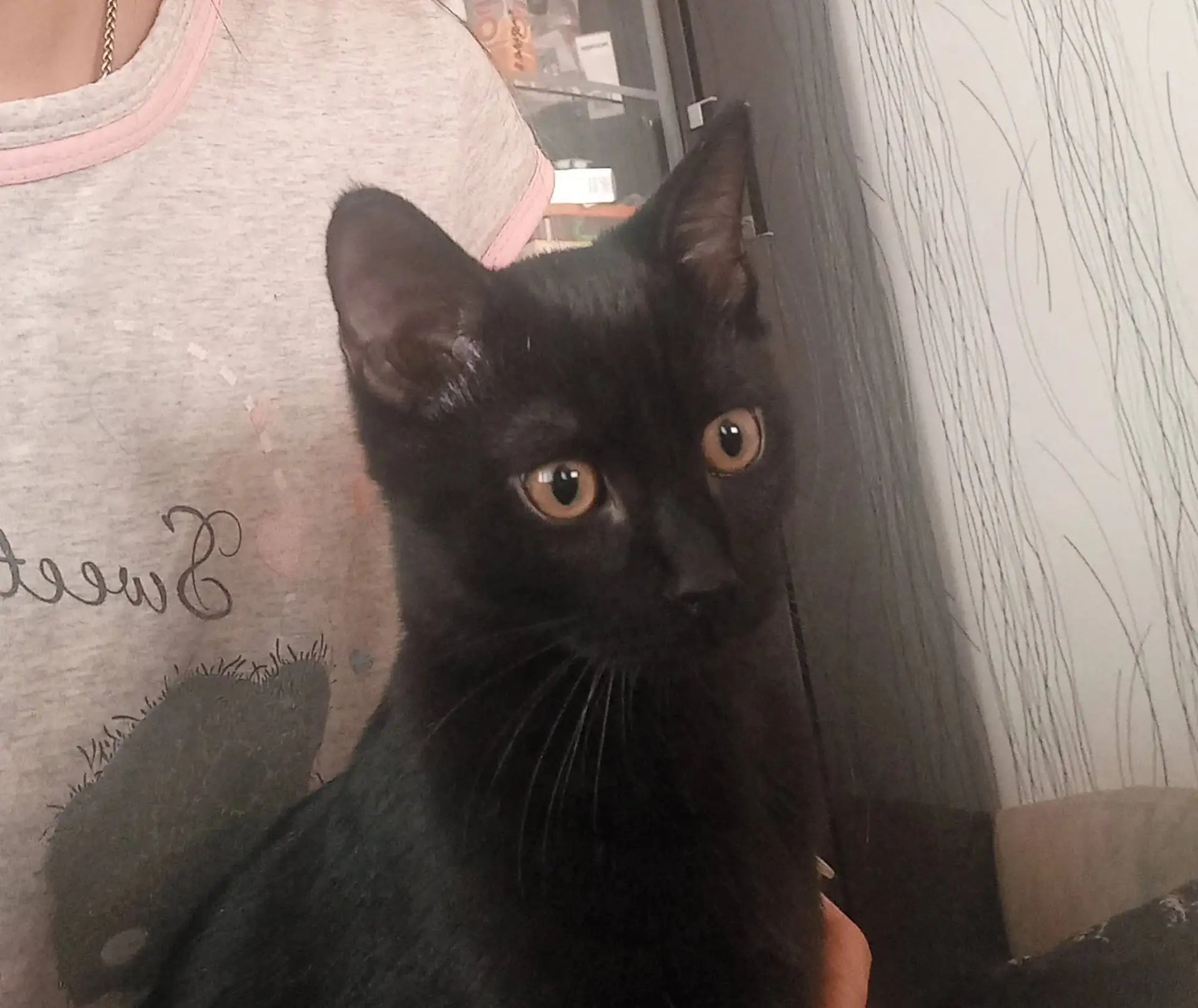 Потерялся кот .🐈‍⬛