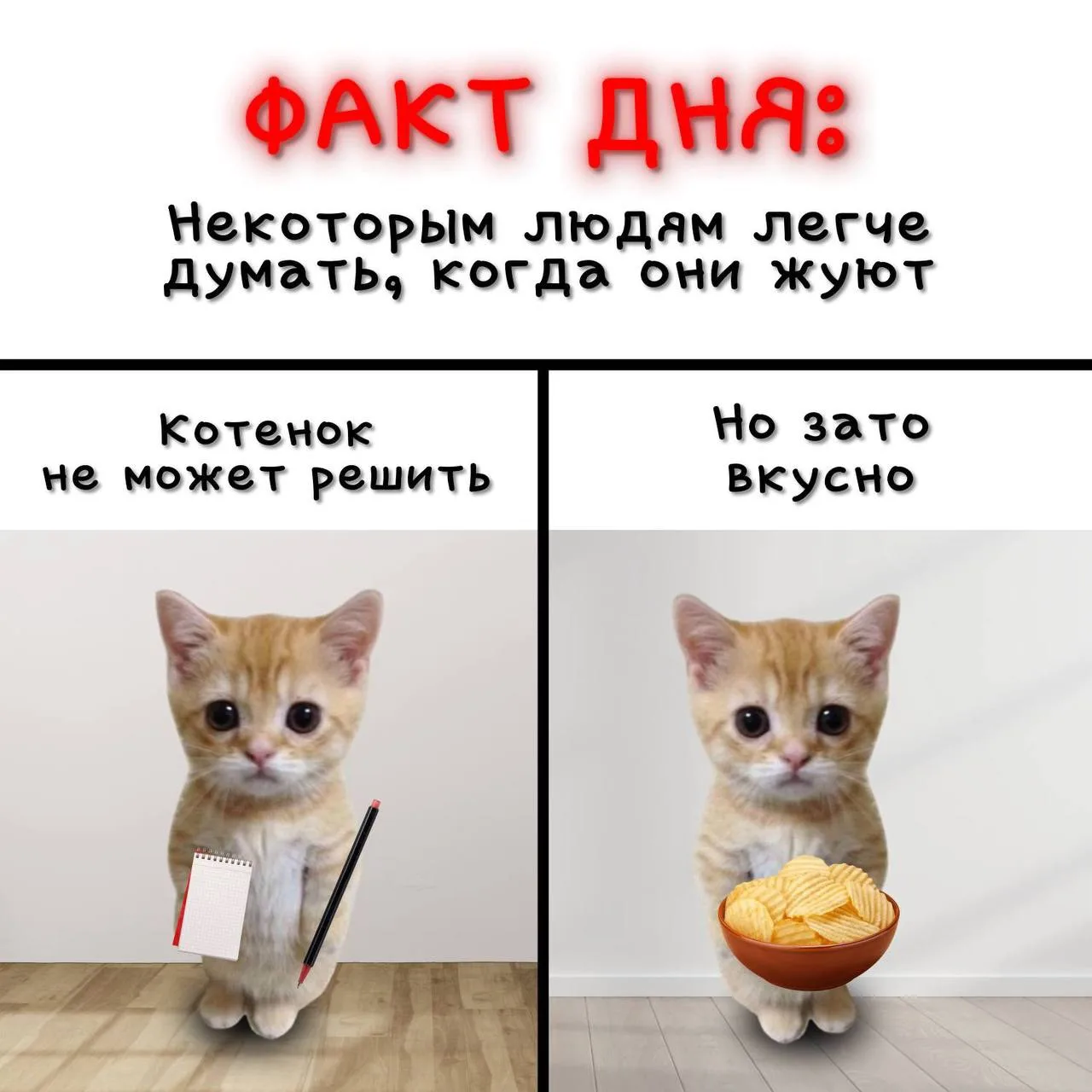 ФАКТ ДНЯ ОТ КОТЯТ 🙀🔥