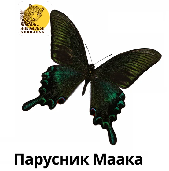 #12СимволовЗемлиЛеопарда