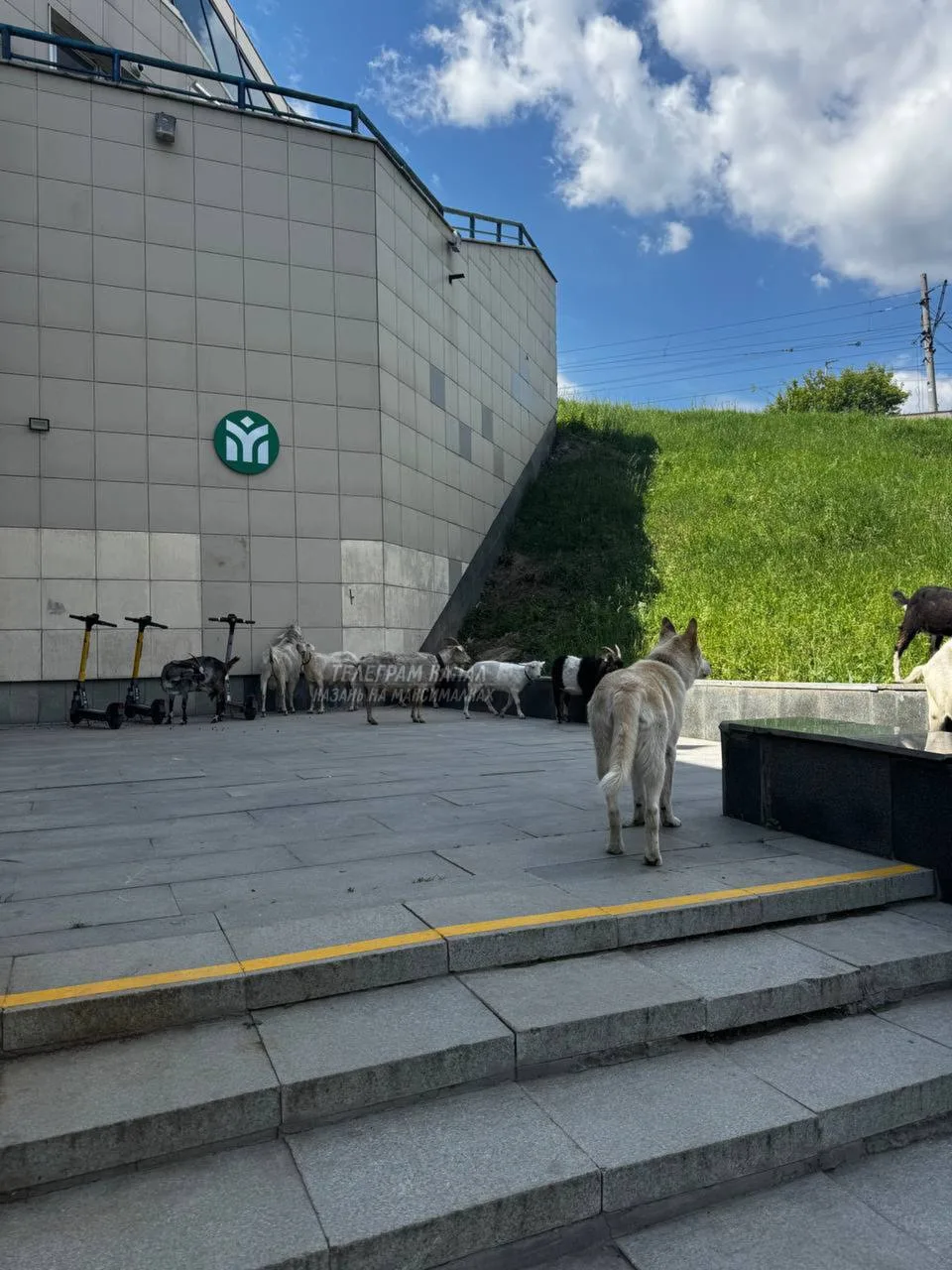 🐐 На Аметьево заметили гуляющих коз