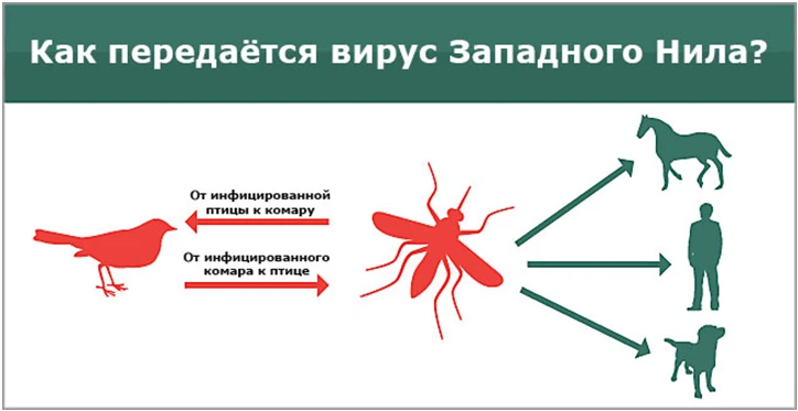 🦟Лихорадка Западного Нила (ЛЗН) - природно-очаговая инфекция, протекающая у человека в виде острого 