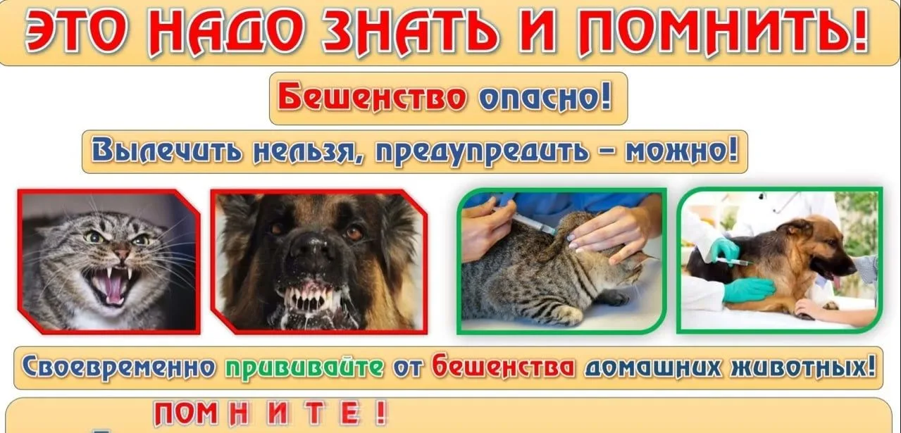 🛑Бешенство - острое вирусное инфекционное заболевание, общее для человека и животных, ...