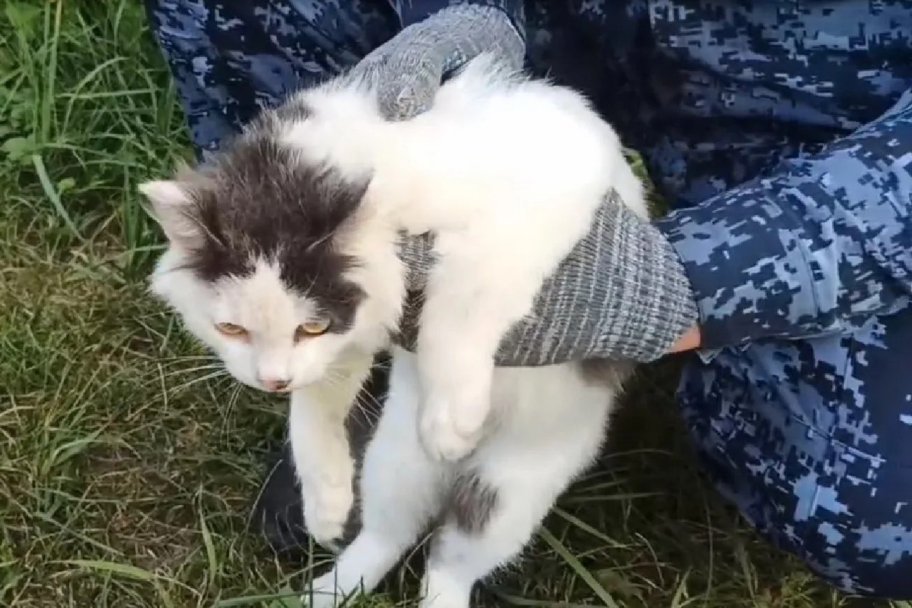 Кота-наркокурьера задержали в Нижегородской области 🐈

Злоумышленники использовали кота, чтобы осущ