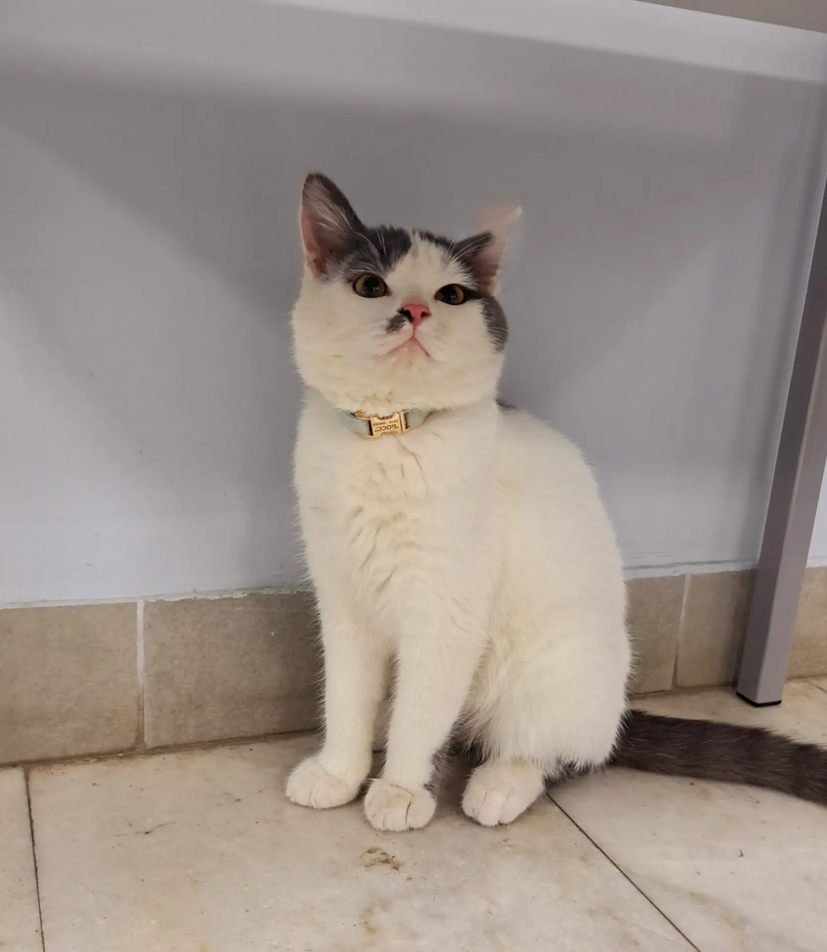 Привет, мои дорогие друзья! 🐾