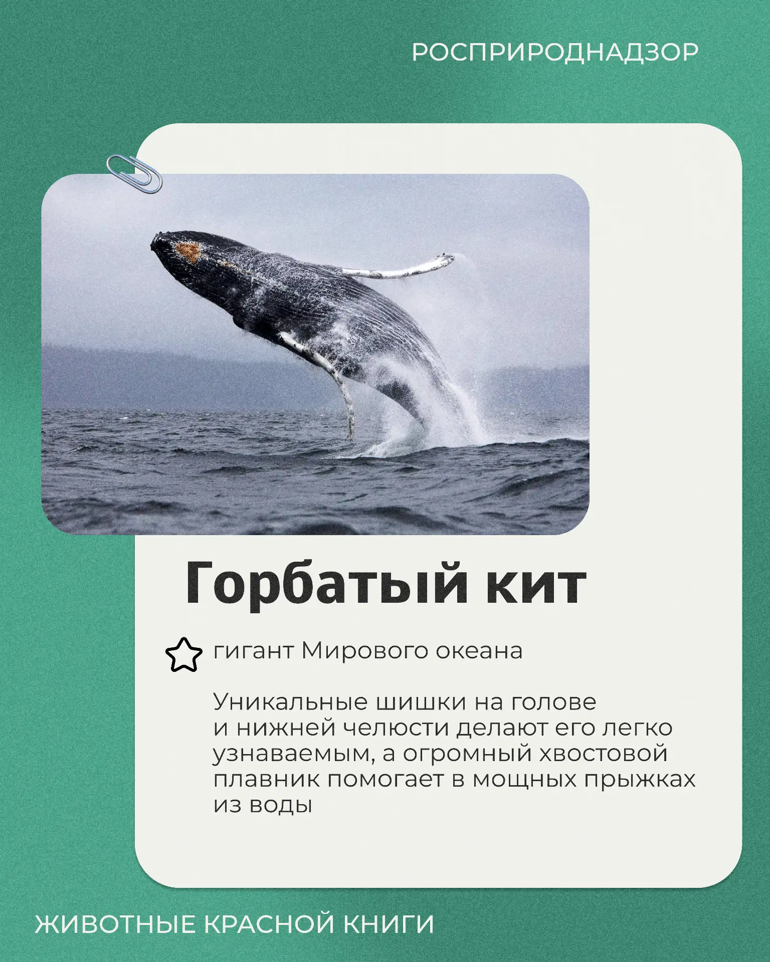 Сегодня в рубрике «Животные Красной книги» горбатый кит - величественный обитатель Баренцева моря, и