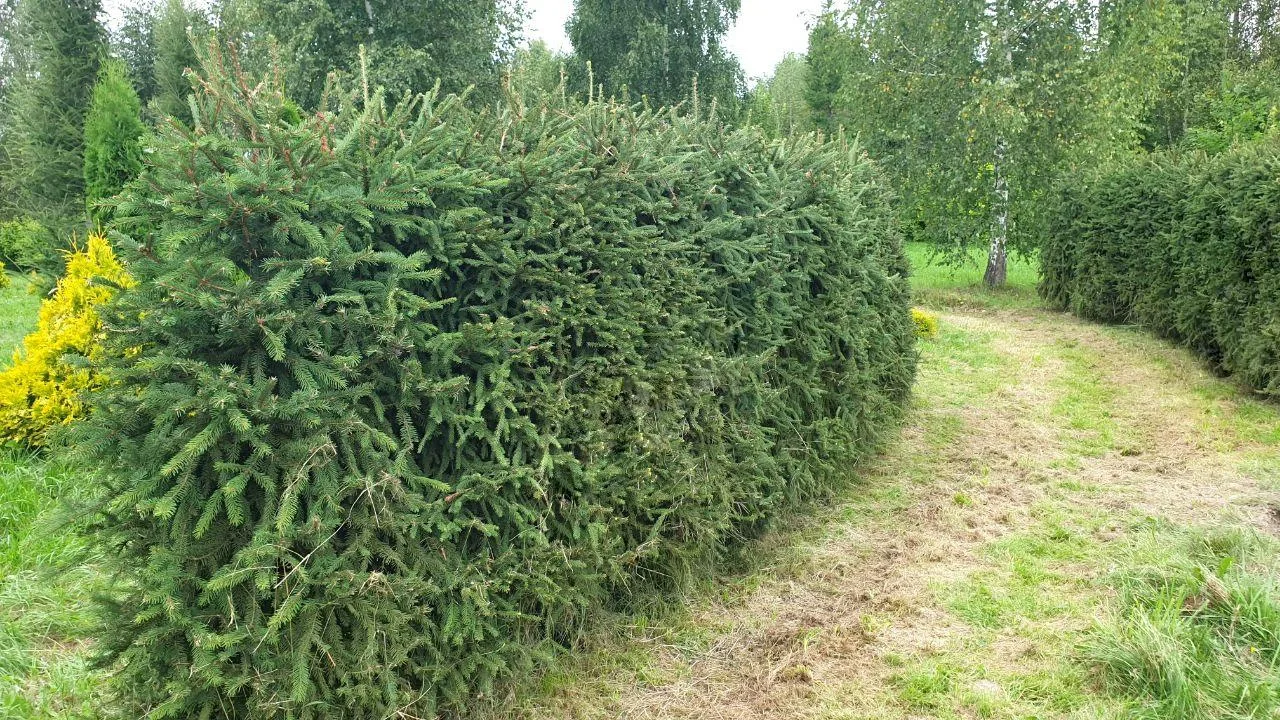 Вести из Дендропарка