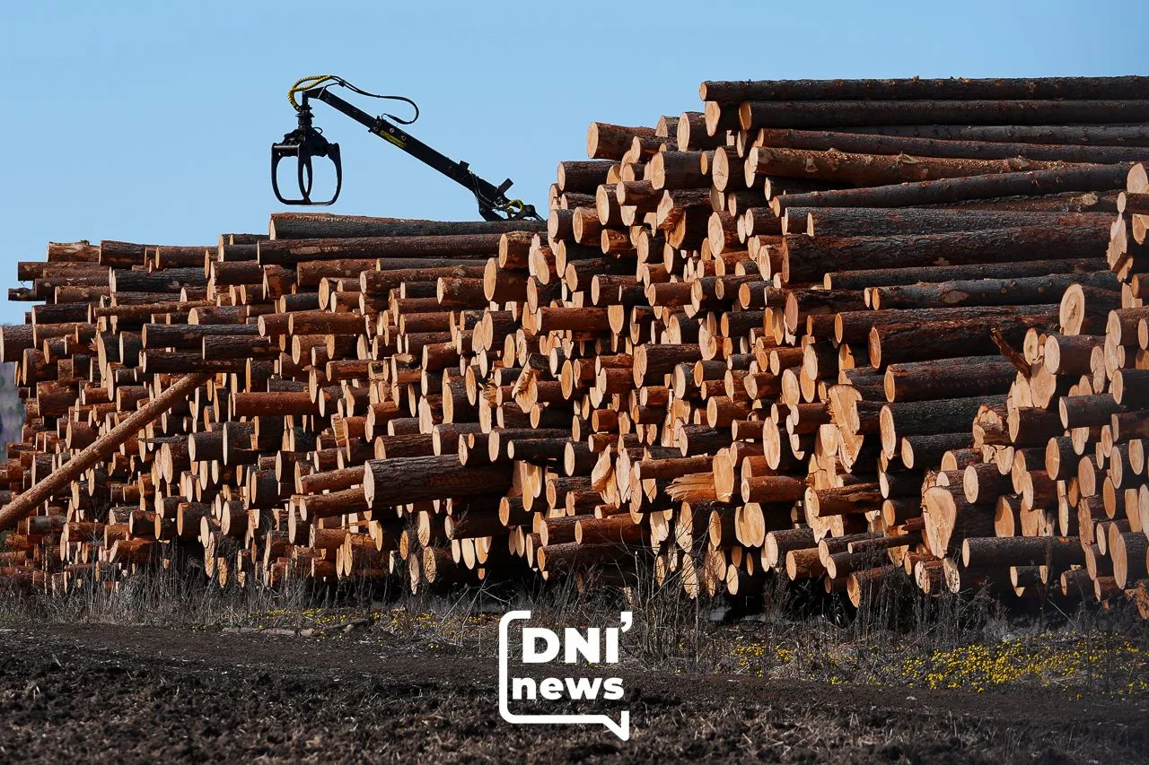 🌲 В Первоуральске судят двух мужчин за незаконную вырубку леса на 179 млн рублей