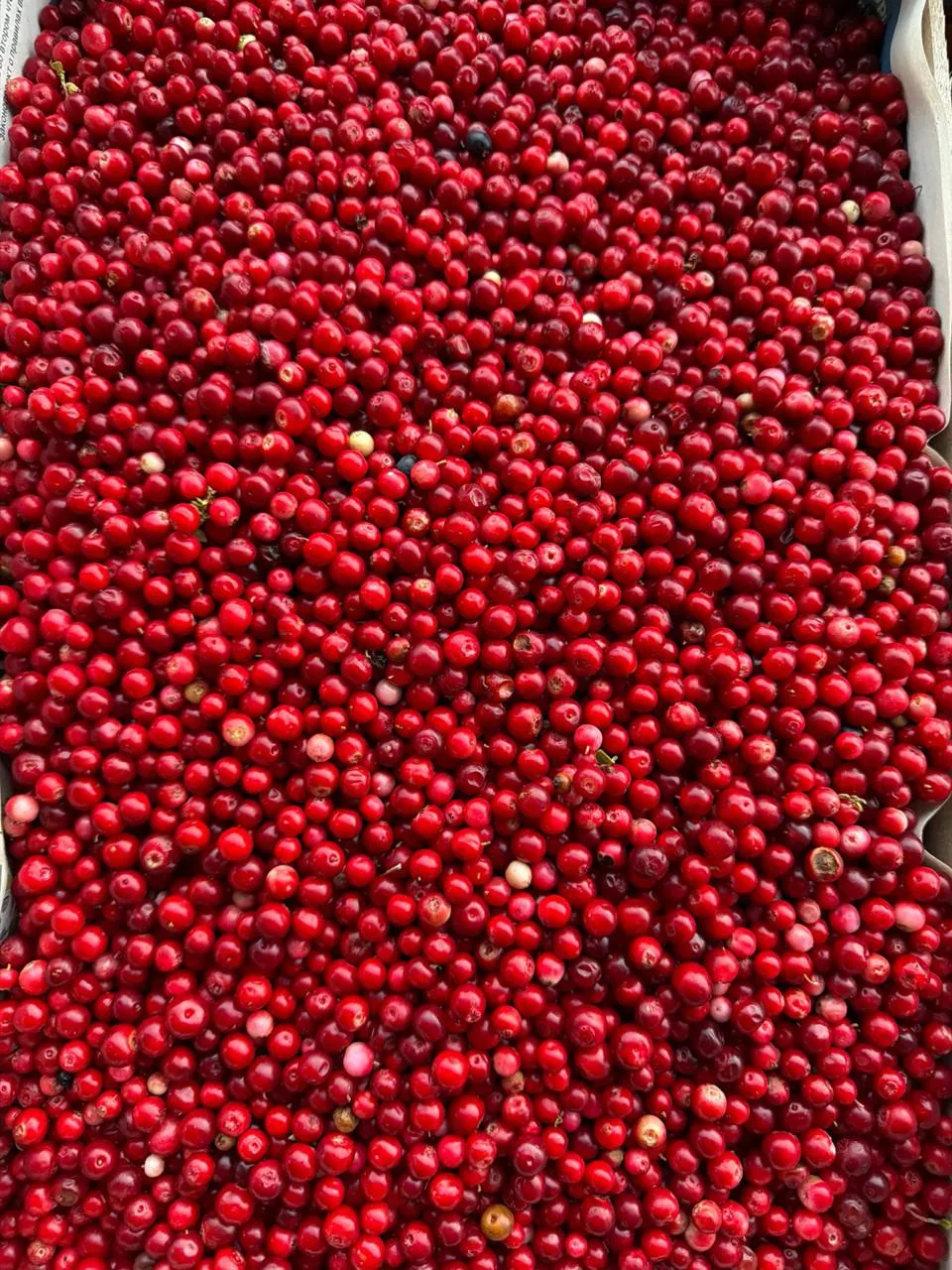 🍒НОВИНКИ