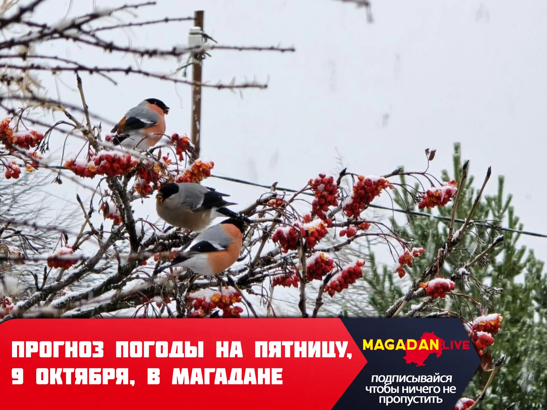 В эту пятницу в Магадане осадков не ожидается.