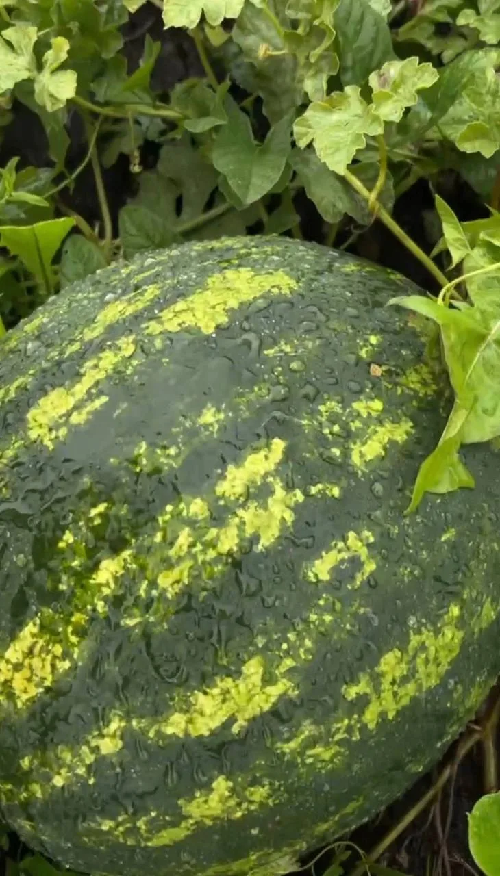 🍉 В селе Мокры Канашского района собрали арбуз весом 10,2 кг — настоящий рекорд.