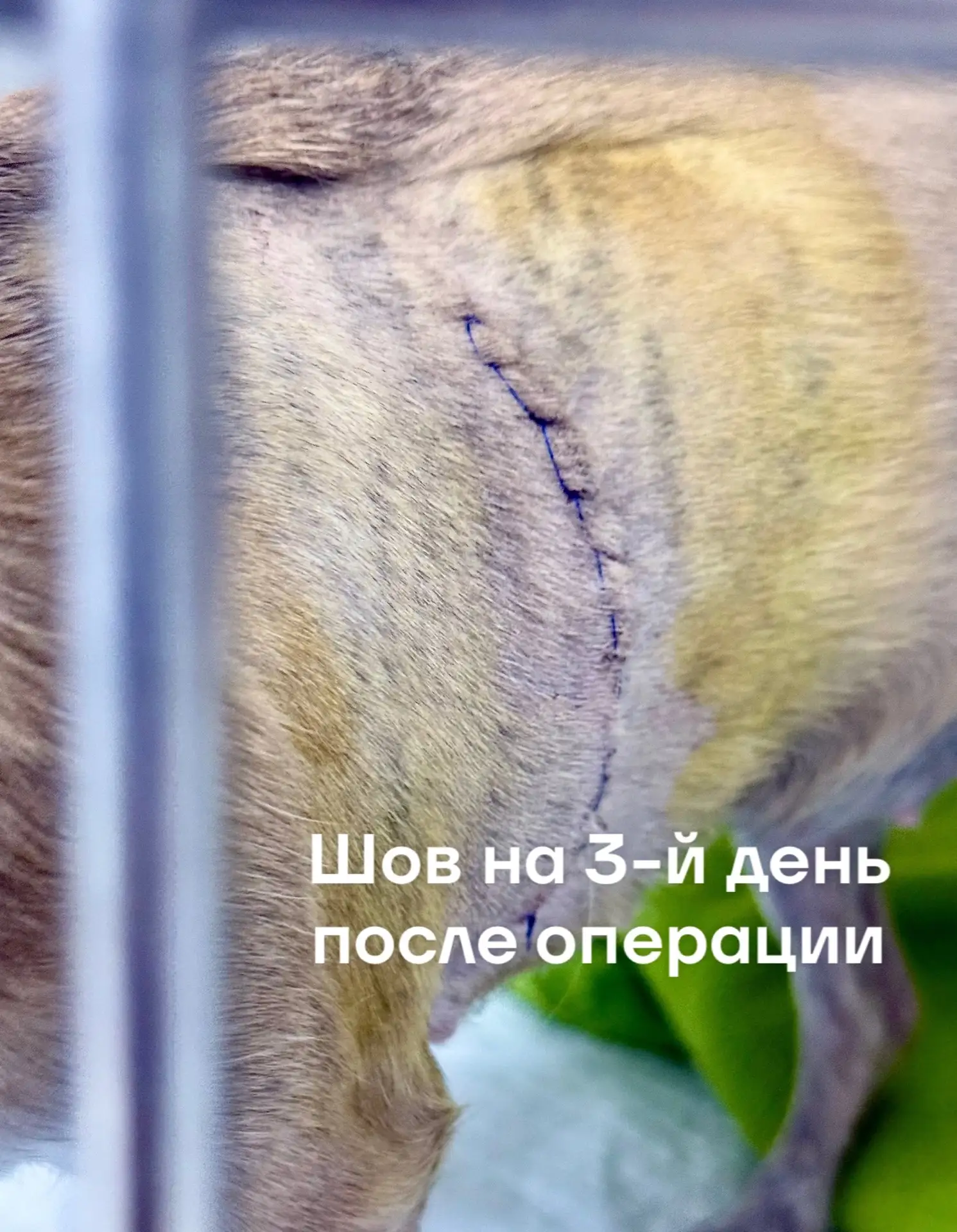 Жора, 9 месяцев.

🔸Диагноз : незаращение Боталлова протока. 
 
✅Незаращение боталлова протока (НБП)