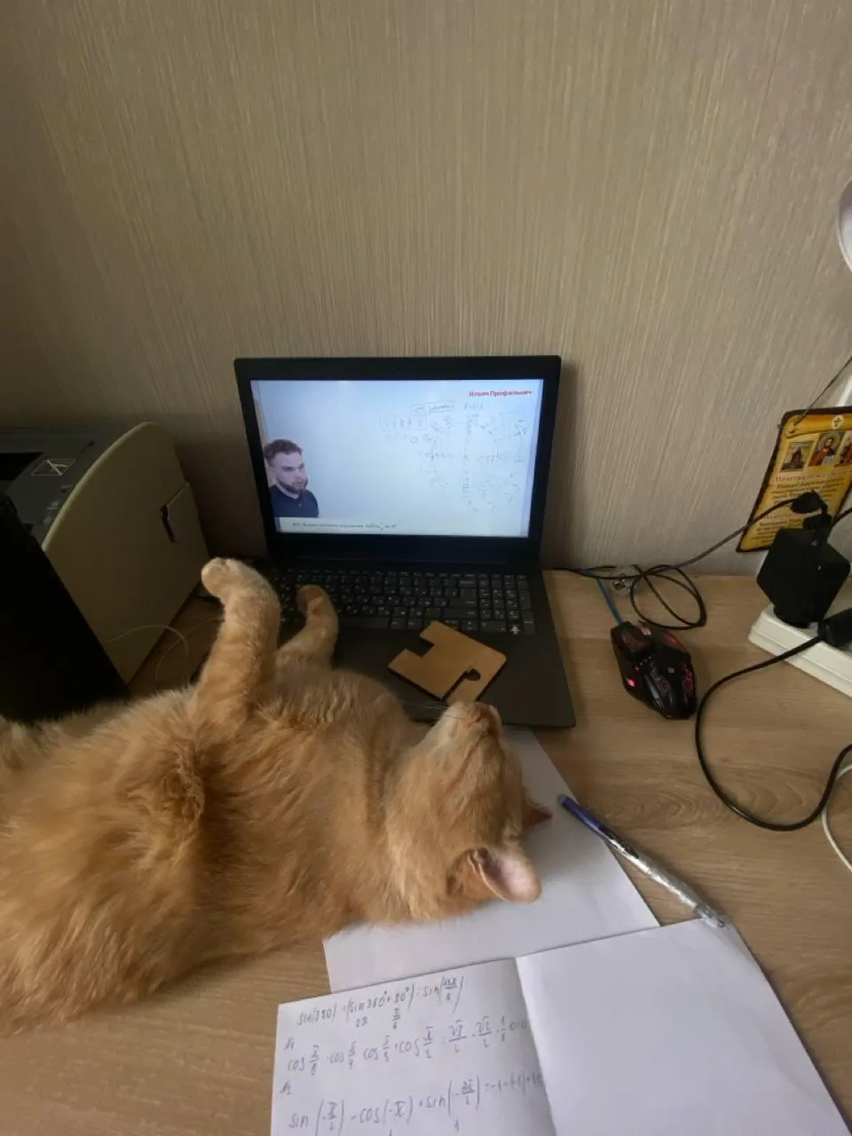 ТРЕБУЮ ФОТОК С ДОМАШНИМИ ПИТОМЦАМИ