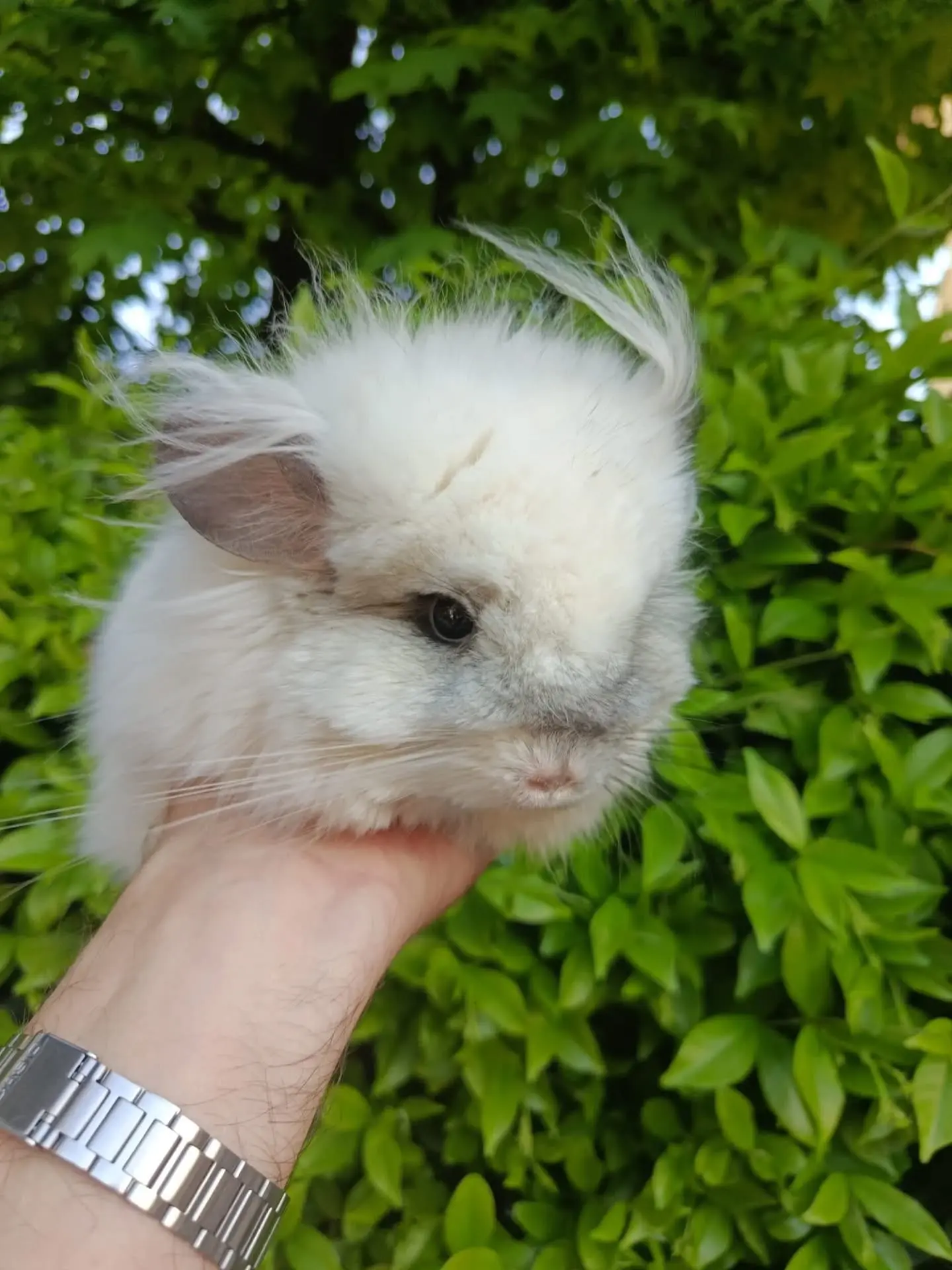 Всё о мехе шиншилл. 🐭

Шерсть шиншилл принято называть мехом, т.к. их относят к группе пушных звере