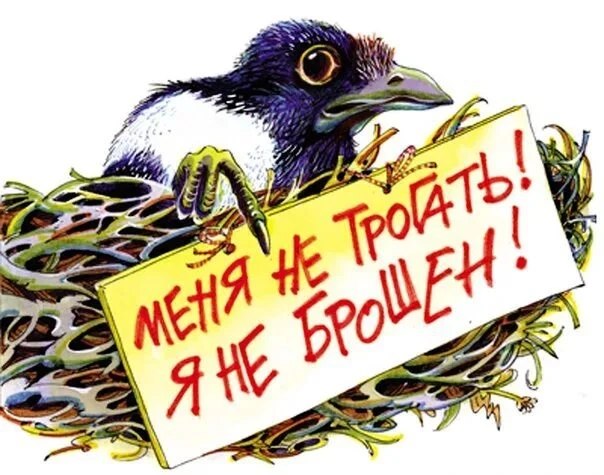 💥Внимание! Не забирайте птенцов из природы!