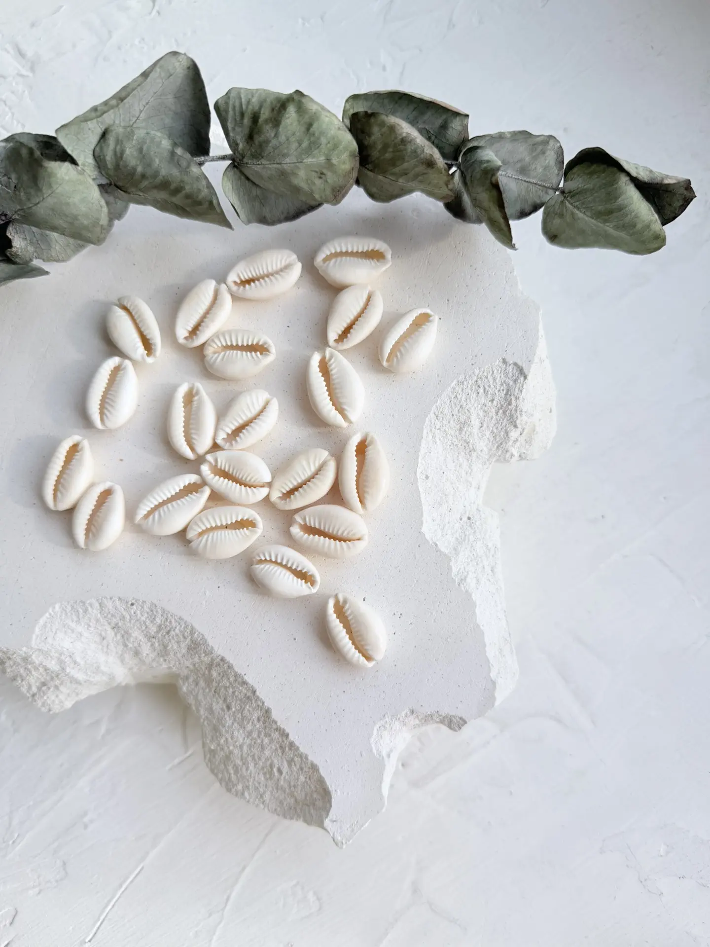 🐚 Ракушка каури