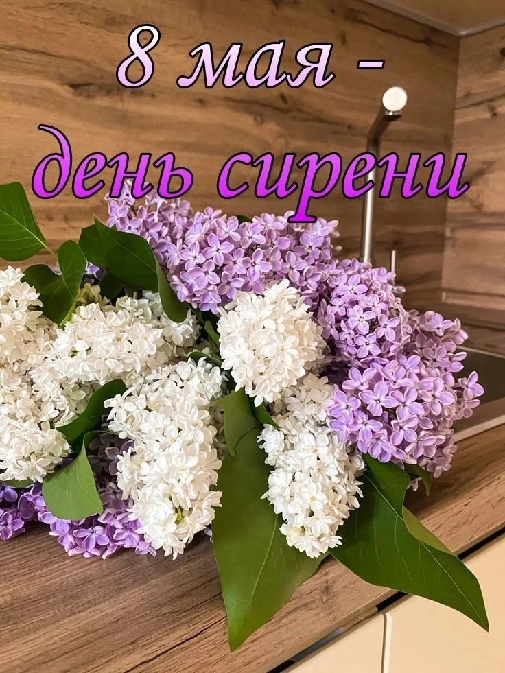 8 мая - День СИРЕНИ   День божественных ароматов!  8 мая действительно иногда называют Днём сирени, 
