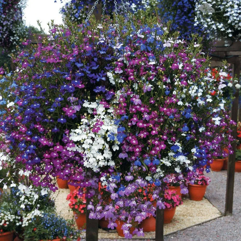 💐 Уход за лобелией