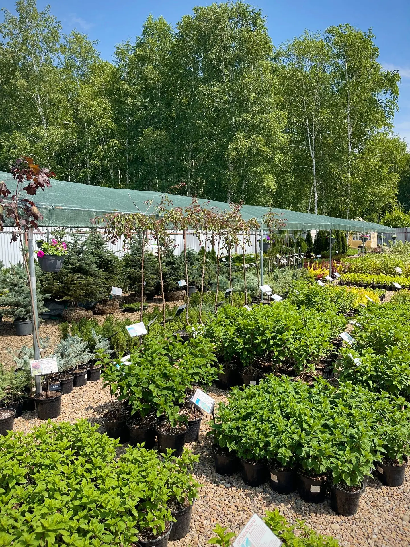 🌿 Усолье, в TERRA можно выбрать уже подросшие растения в контейнерах