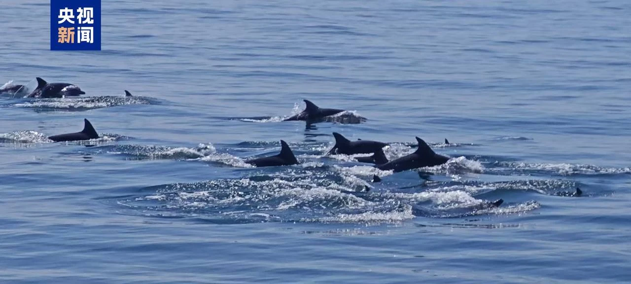 🐬Недавно сотрудники морской инспекции Гуанчжоу обнаружили стаю китайских белых дельфин...