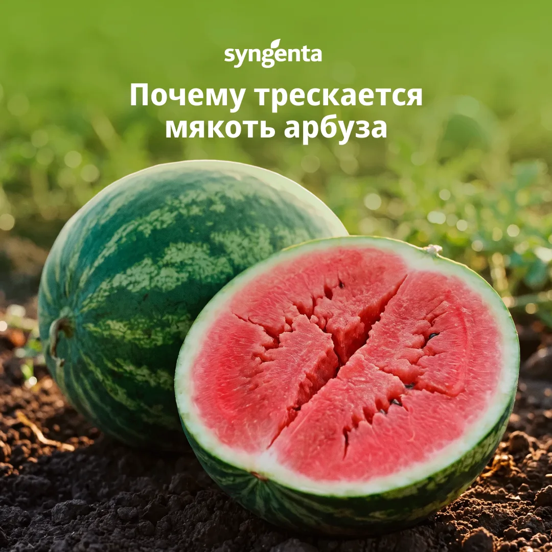 #Syngenta_полезное #арбуз