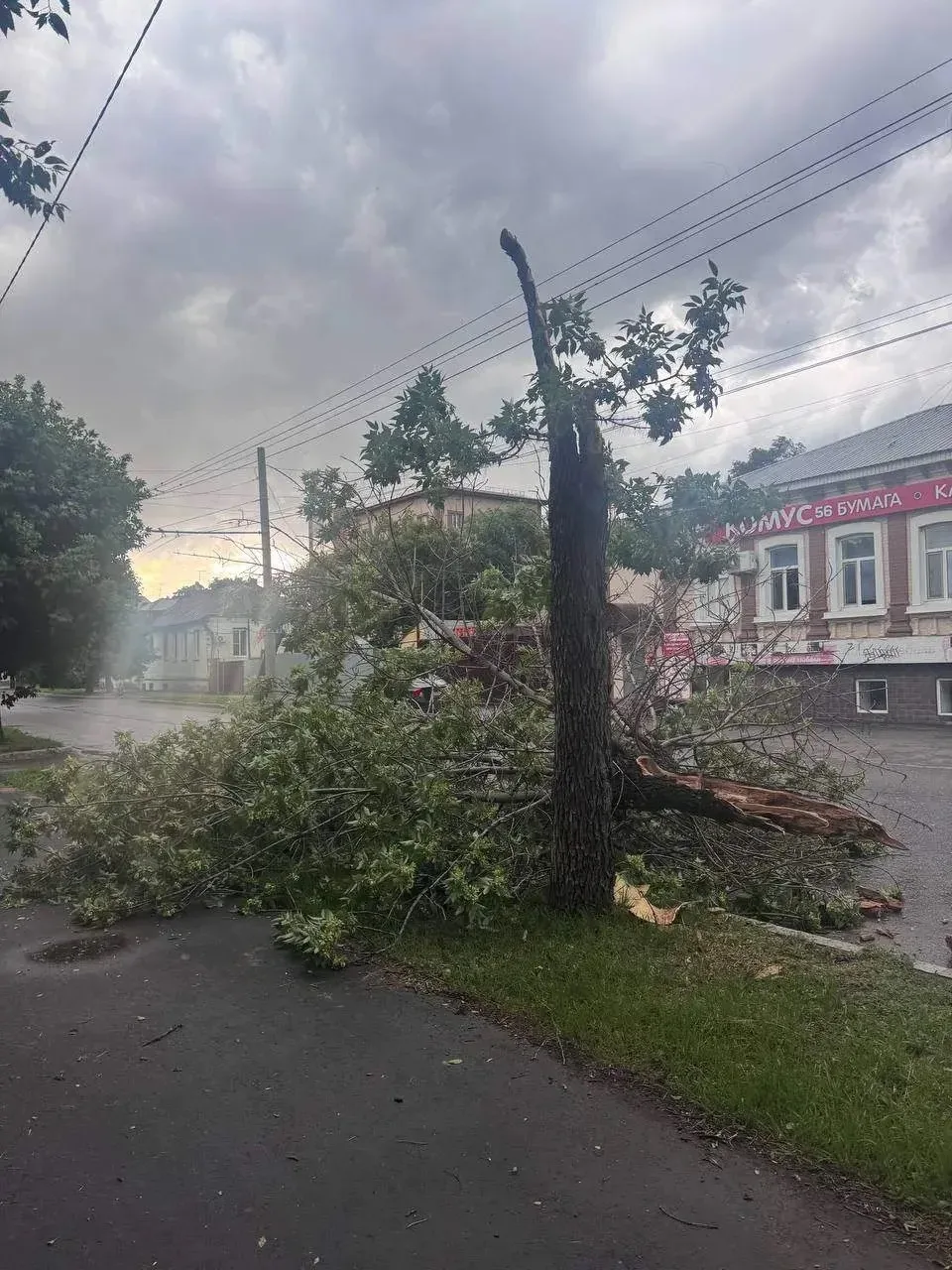 🤯Дерево напополам улица Малышевская