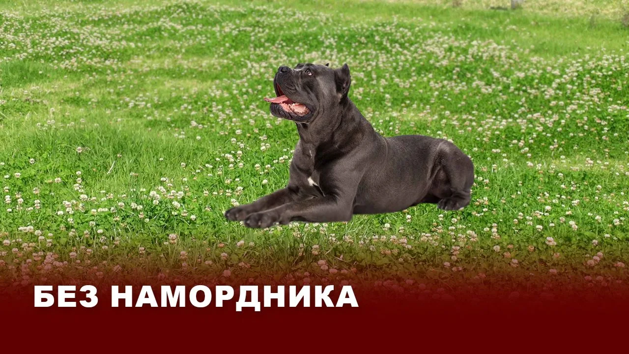 Без намордника: владелица собаки заплатит укушенному прохожему компенсацию морального в...