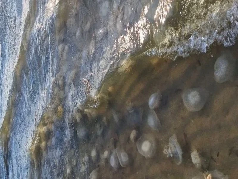 Массовое скопление медуз зафиксировали в южной части Азовского моря. Об этом информируют специалисты