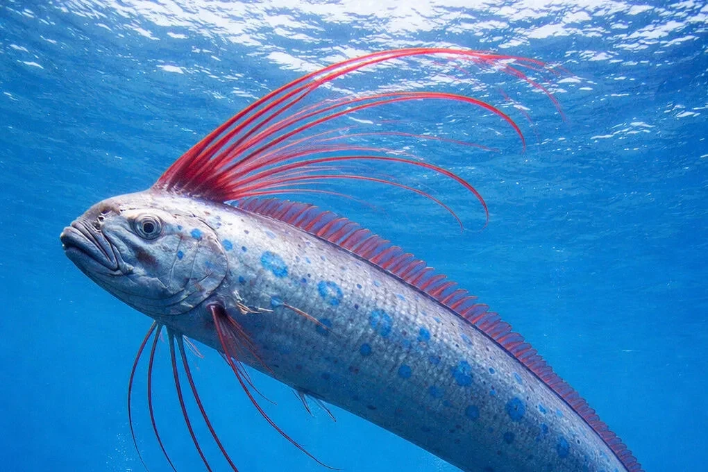 🐟 Сельдяной король — серебряный "змей", который плавает вертикально, носит корону и нагоняет на япо