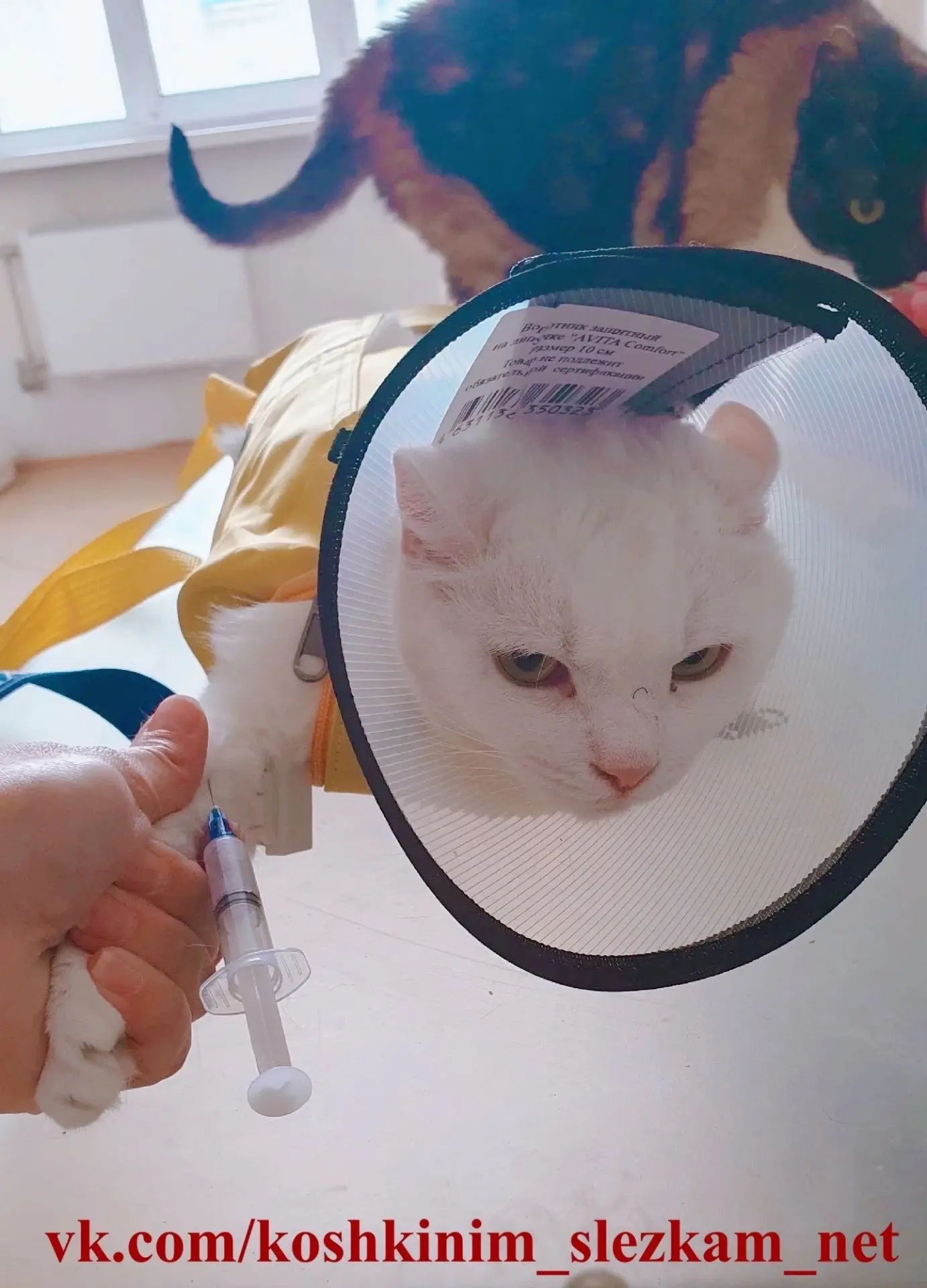 Друзья, в клинике, с которой сотрудничает приют, грамотные специалисты и адекватные цен...