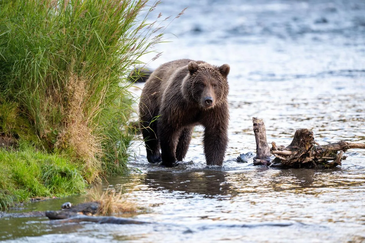 🐻Опасная встреча: в Салехарде заметили медведицу с медвежонком