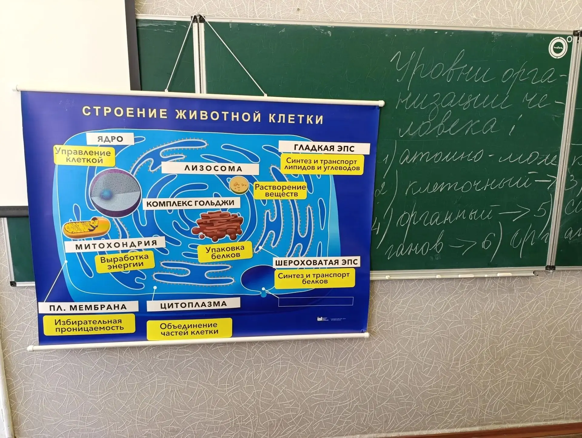 Биология как школьный предмет выполняет ключевую роль в формировании научного мировоззр...