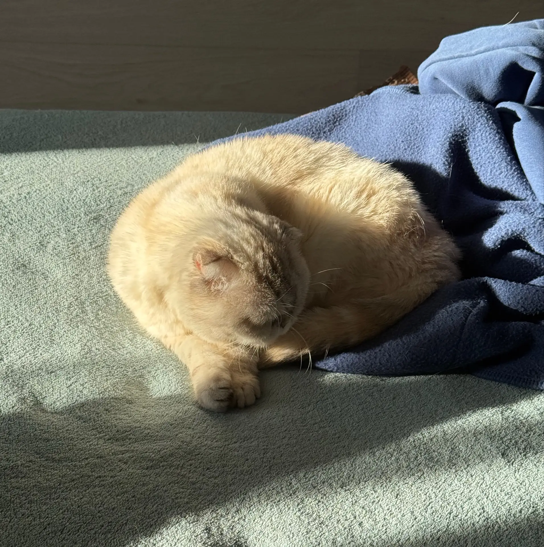 Моя пушистая соавтор говорит всем «Мур»😻