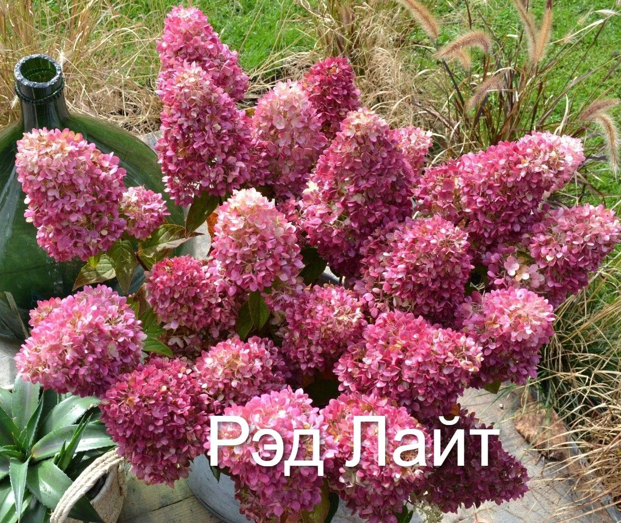 Гортензия "Рэд Лайт" компактное и аккуратное растение высотой до 90-100 см.