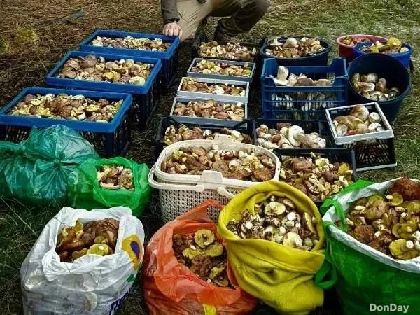 ​😍 Жители Ростовской области вынесли из лесов рекордный урожай грибов