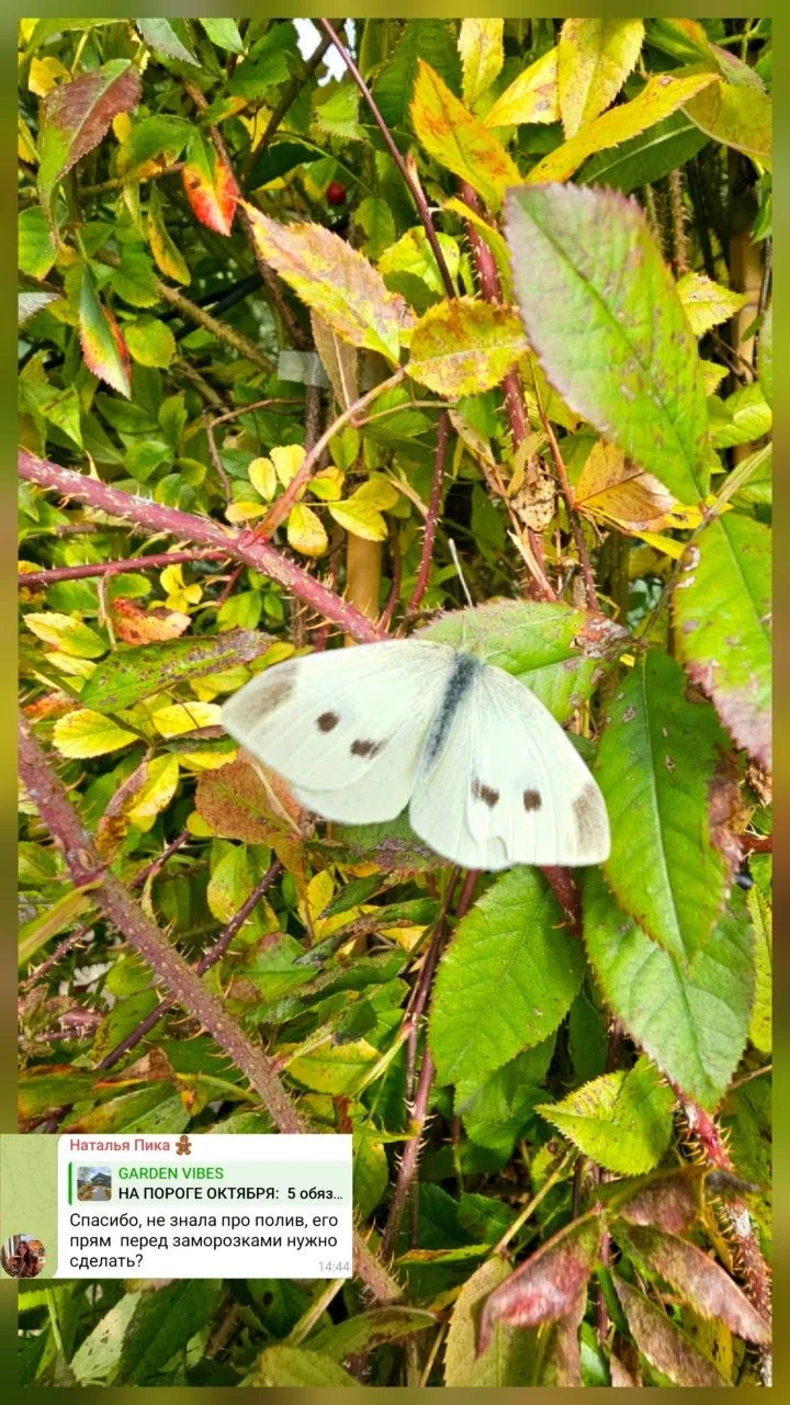 Экспресс-ответ: