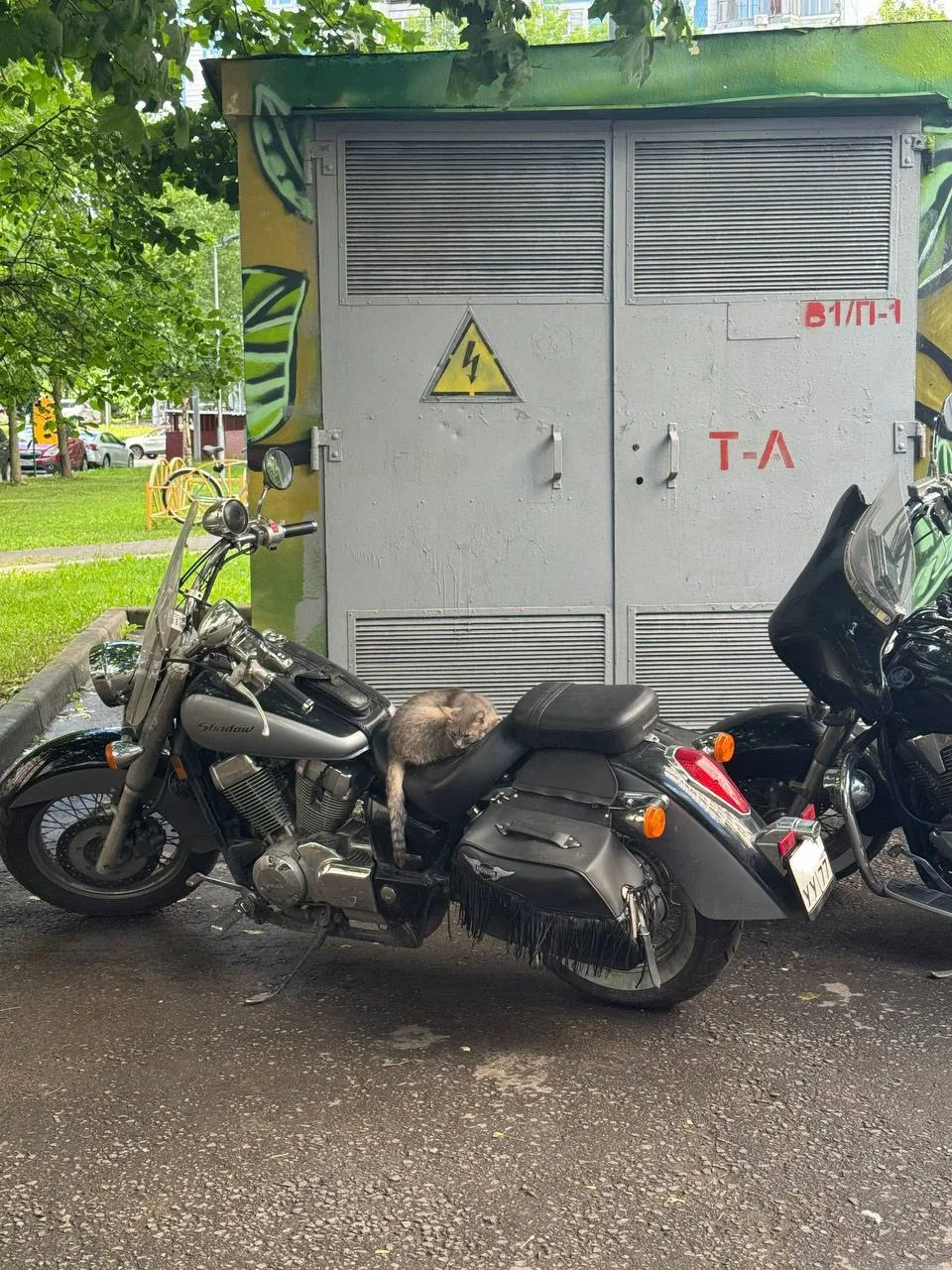 🏍  Котик байкер замечен в Подмосковье