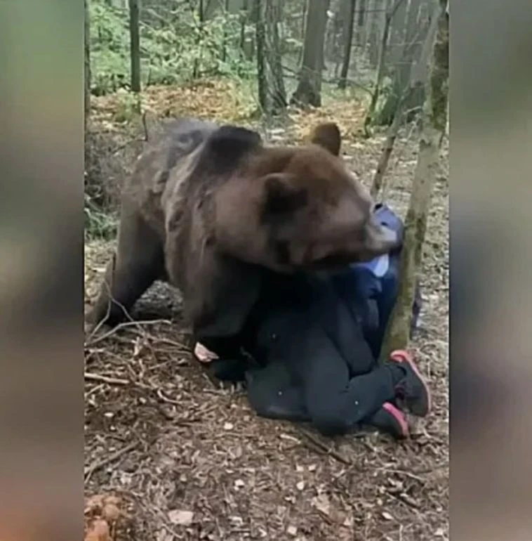 В крае возбудили уголовное дело о халатности  после нападений медведей