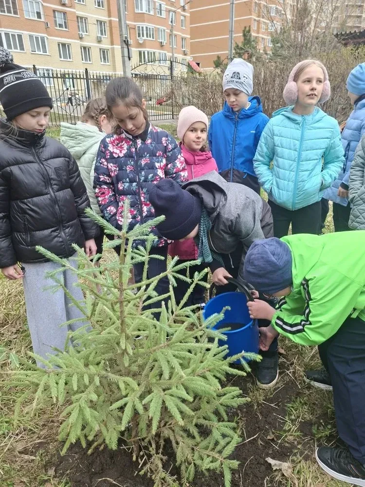 Новое дерево для школьного двора                                                                    