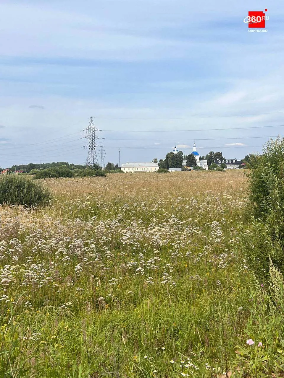 Лучший open space для офисников: поле валерианы лекарственной в Жаворонках
