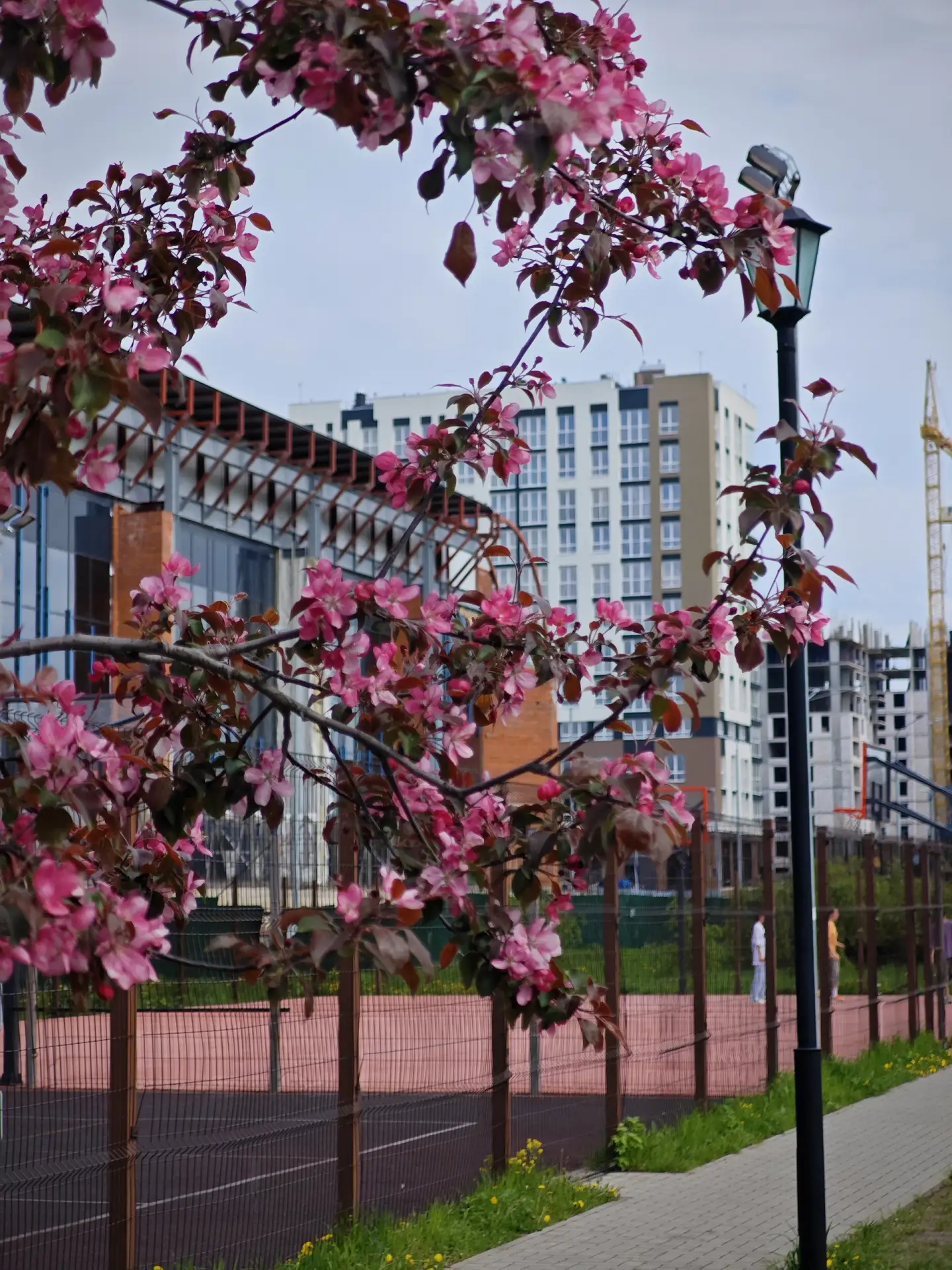 🌸 В Иванове на новой набережной реки Уводь и около Самойловского моста зацвели розовые яблони    Не 