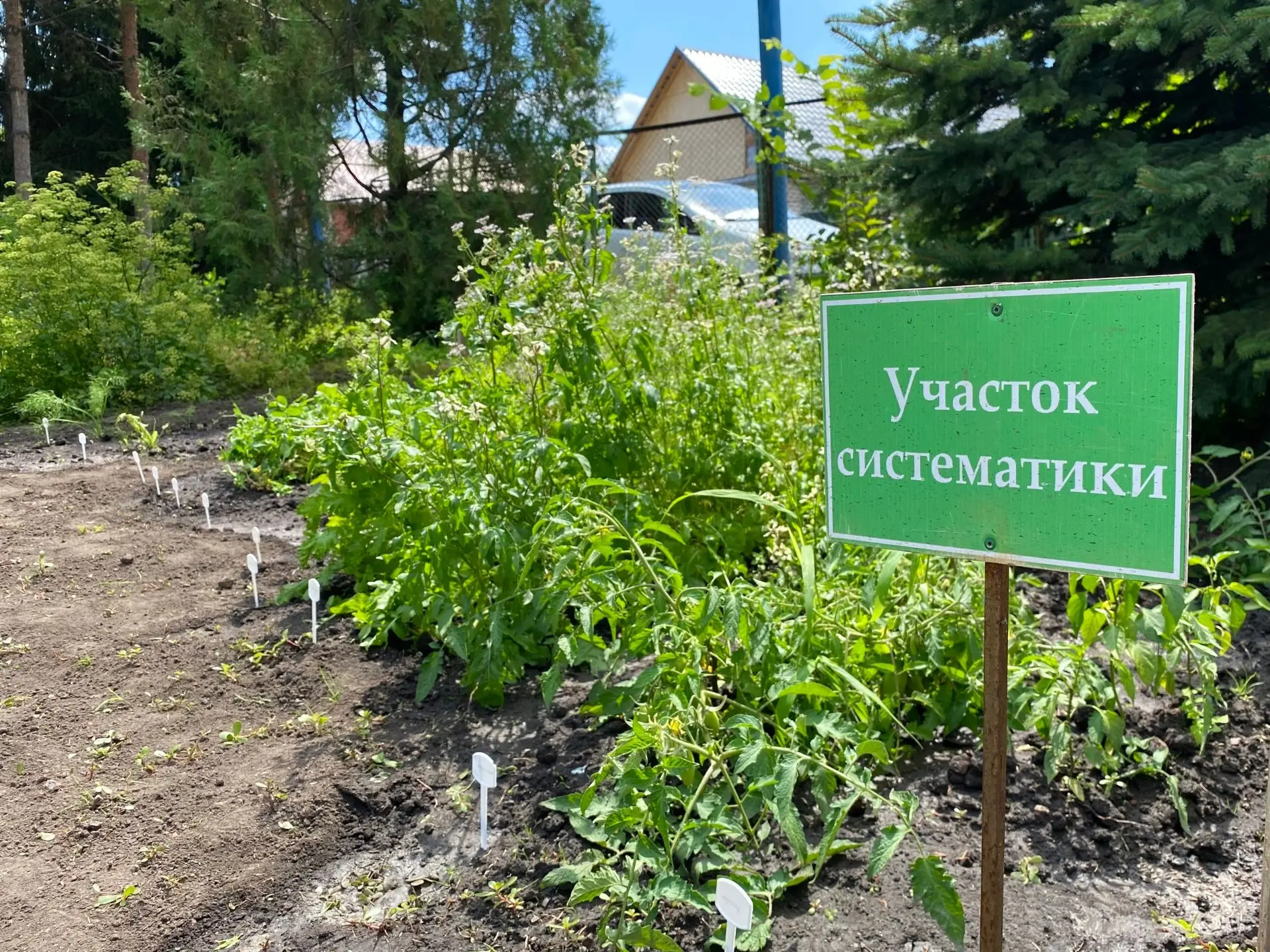 🌱Обучающиеся МБУ ДО «ЦЭБО» ведут практическую работу в отделе систематики растений. В начале летнег