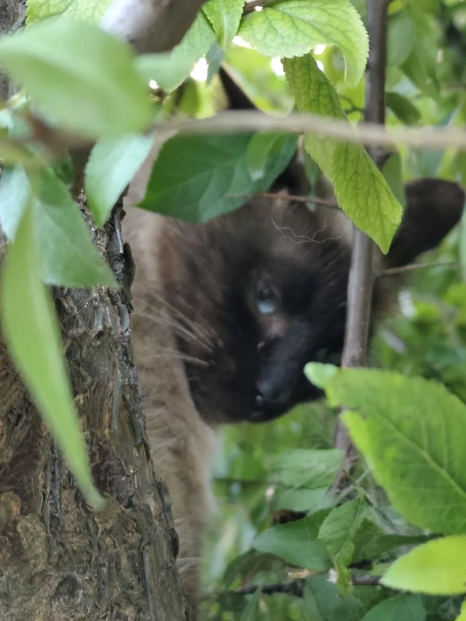 🆘🆘🆘🆘🆘🆘 Сегодня на мусорку выбросили эту кошку и троих маленьких котят,  днём они сидели на зем